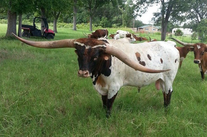 Cowboy Tuff Chex