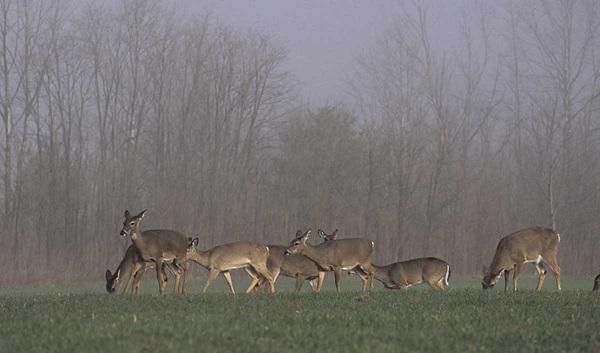 Herd of whitetails eating