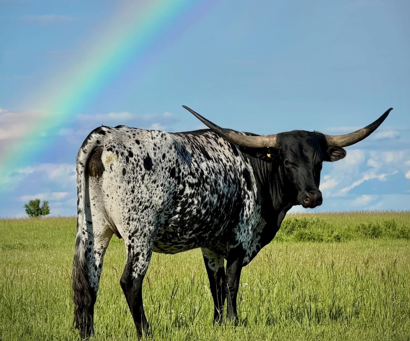 Black and White Longhorn Heifer with Rainbow in the Background