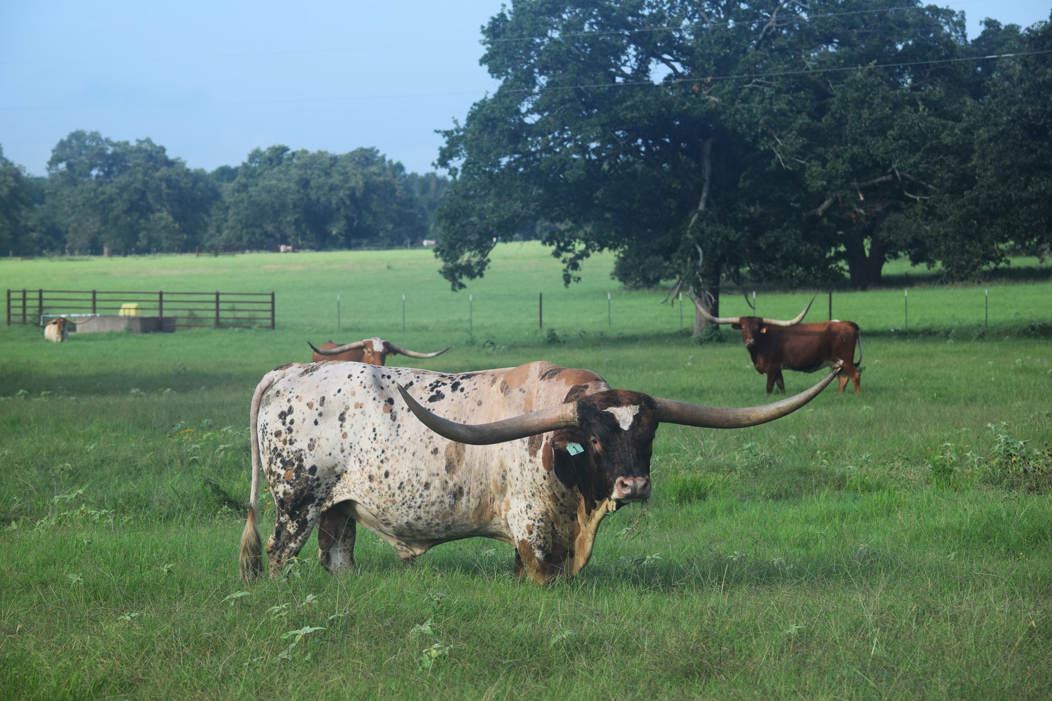 Longhorn Bull Named Brazos Tuff Cowboy in a Field
