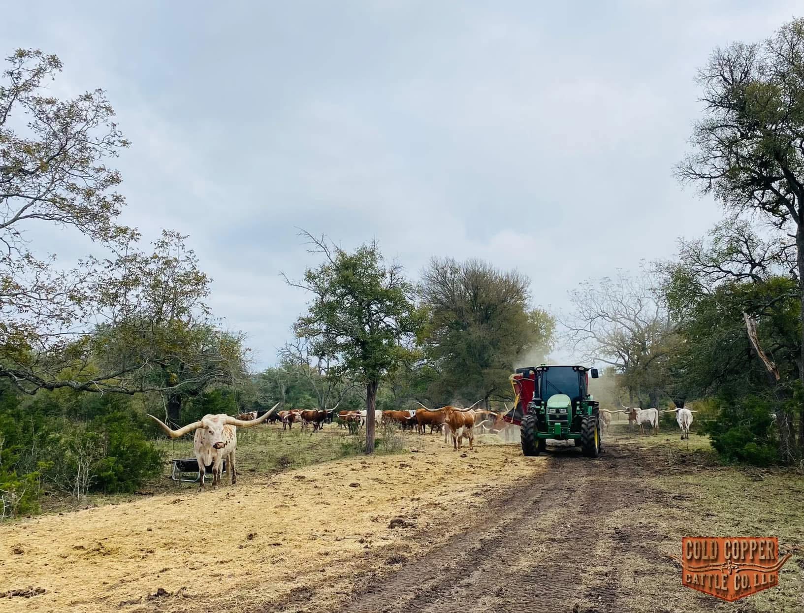 Tractor Dumping Feed for the Herd of Longhorn Cattle at Cold Copper Ranch