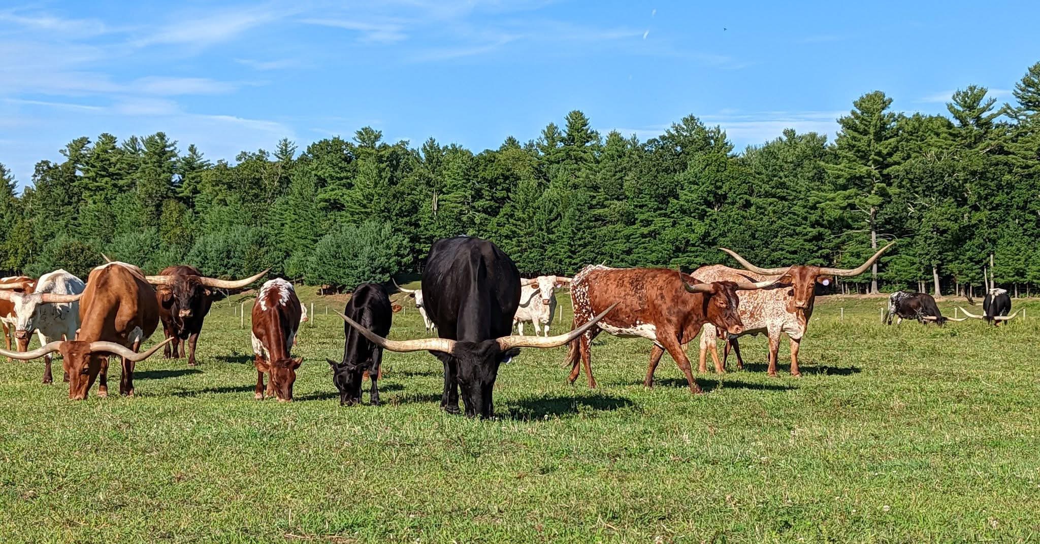 Longhorn Cattle in a Field at Cote Cattle Co. in Granby, MA