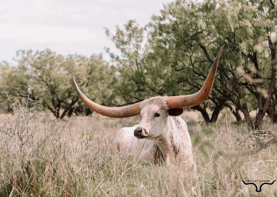 Longhorn Cow Named DCT Gracie, a Big-Horned Blue Roan Cow