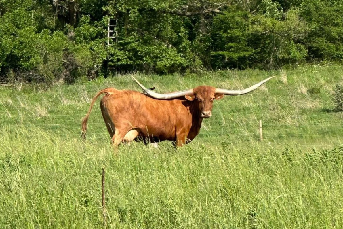 Longhorn Cow Named Dunn Bravo Celebrity, a Big-Horned Brindle Cow