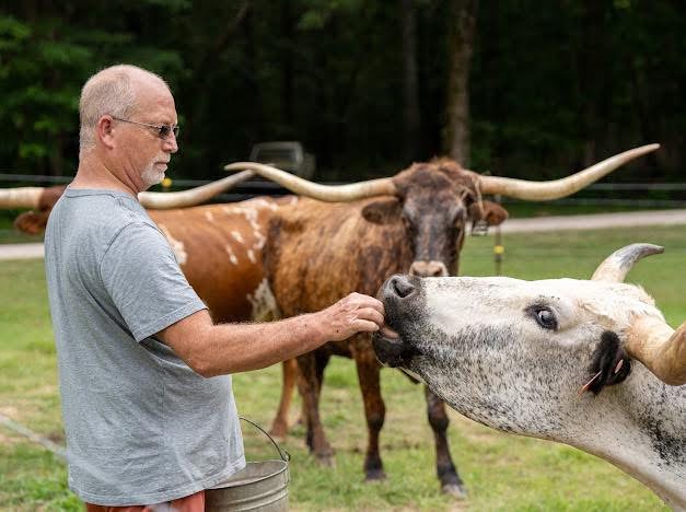 Eddie Driskill Feeding His Longhorn Cows Cubes