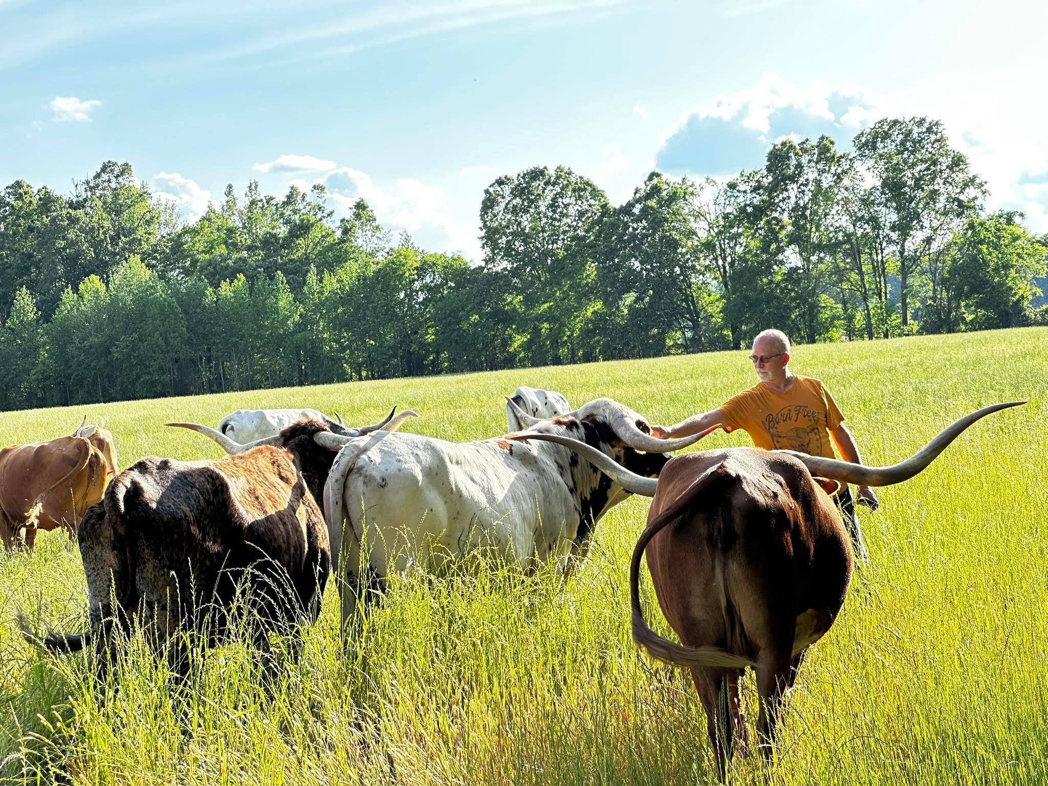 Eddie Driskill of D&D Longhorns Out in the Field Petting His Cows