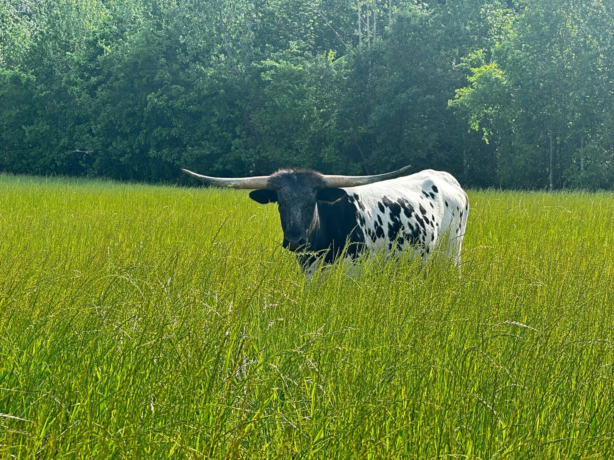 Ellie Mae from D&D Longhorns Standing in Tall Grass