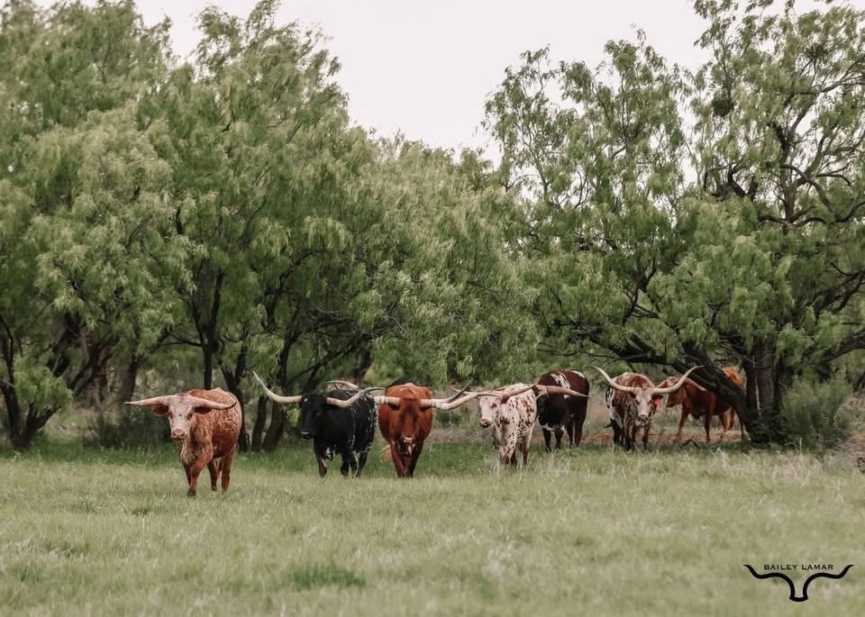 Herd of Longhorn Cattle from Frontier Longhorns, Photo taken by Bailey Lamar