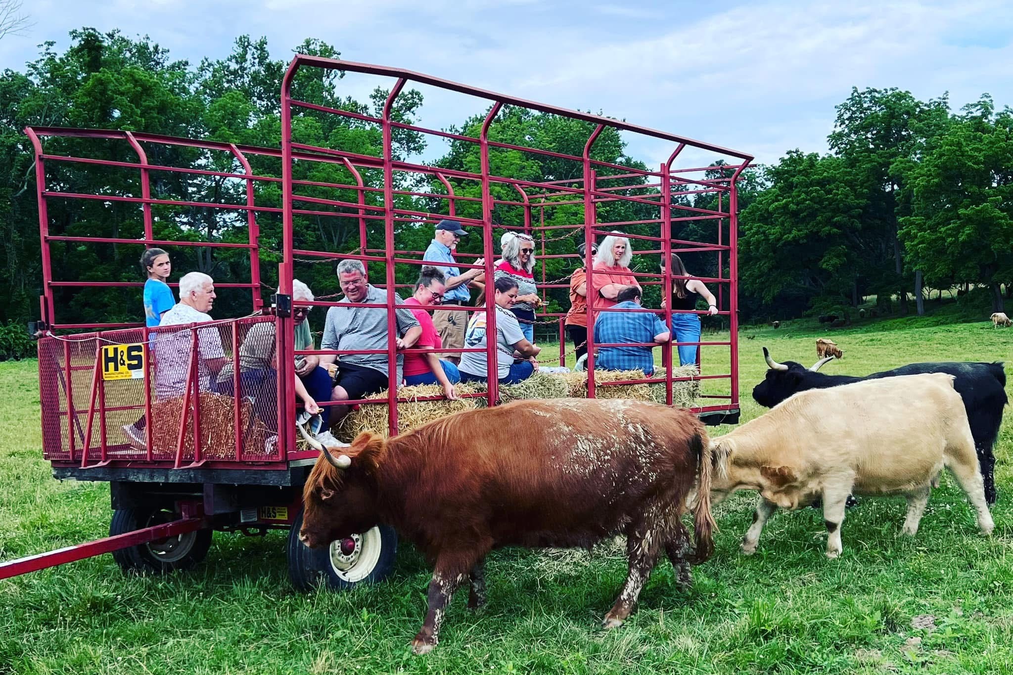 Tourists on Hay Ride at Sheppard Farm Feeding the Highlands Fig Bars
