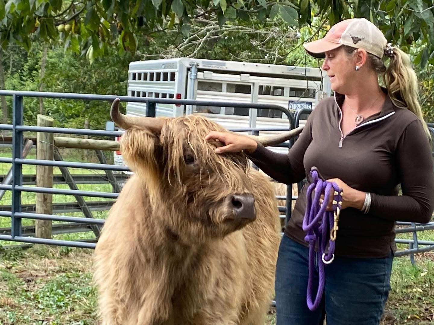 Heather Sheppard Lunn Scratching Highland Cow's Head with Halter in Hand