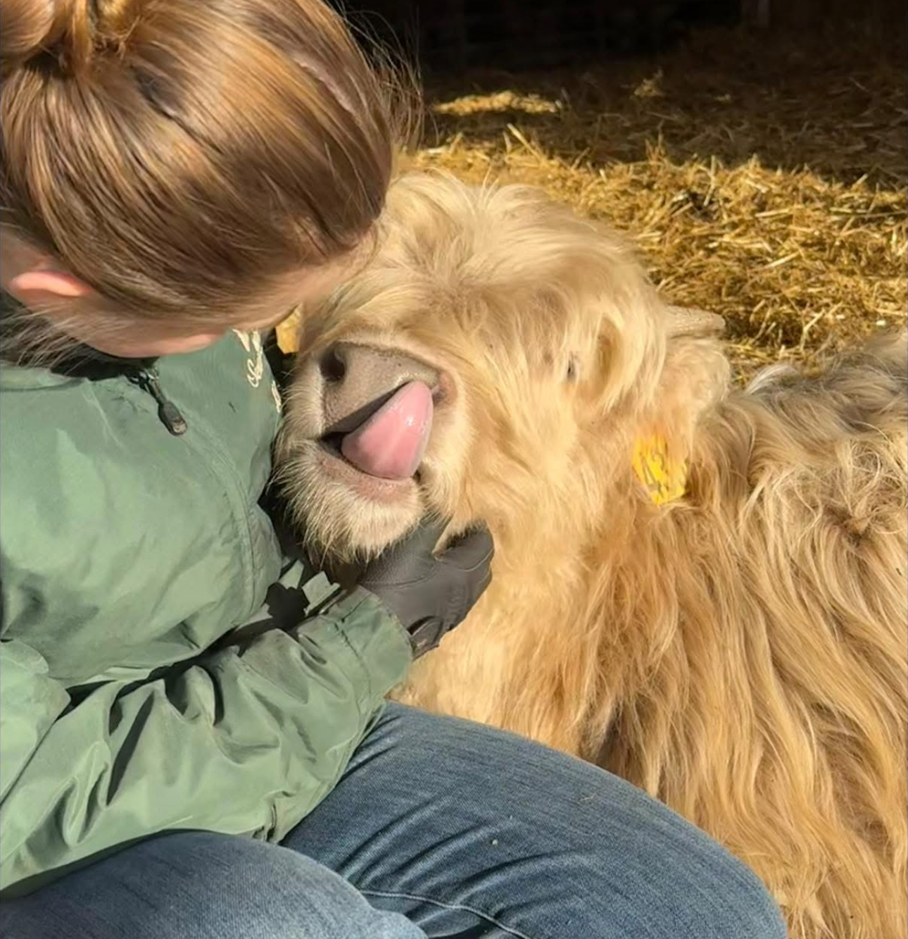 Heather Sitting with Teenie, a Highland Cow, Scratching her Neck