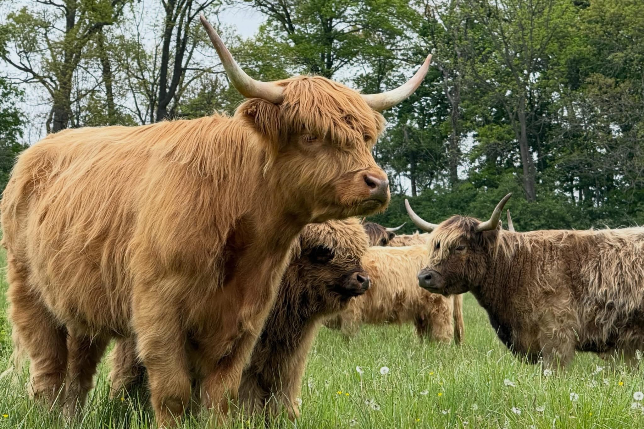 Highland Cow Herd at Sheppard Farm on Apple Hill