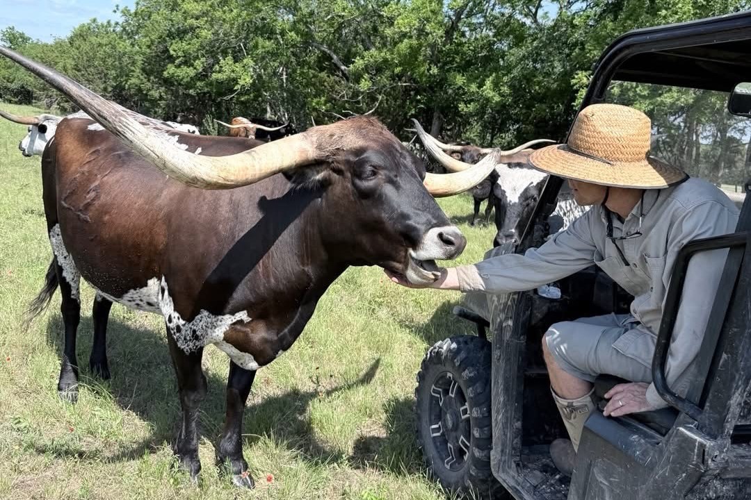 Marshall Merritt Giving Longhorn Cow Named HL Heidi Ho Chin Scratches