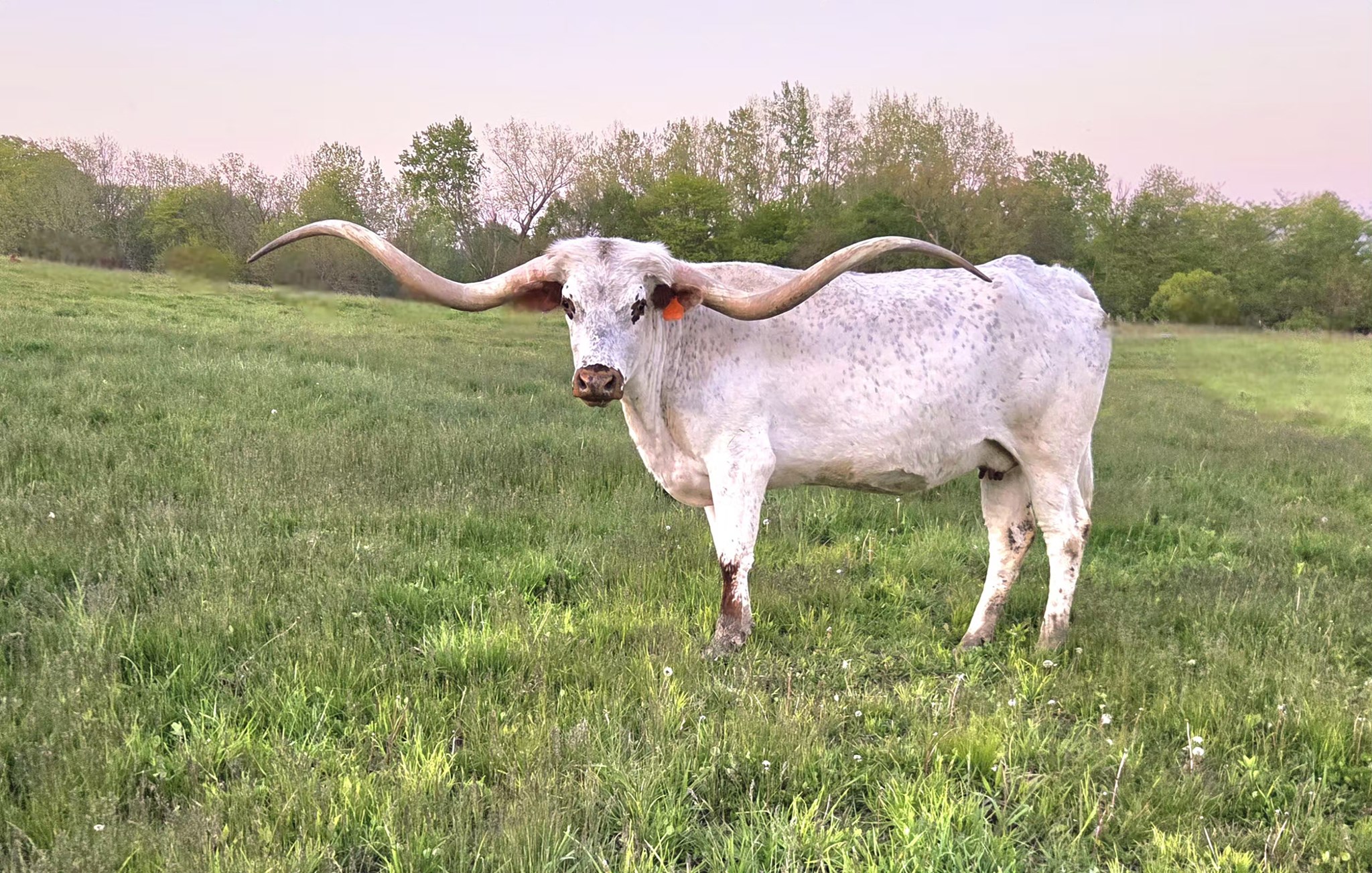 Longhorn Cow Named HL Neon Moon, Twisty and Red Roan