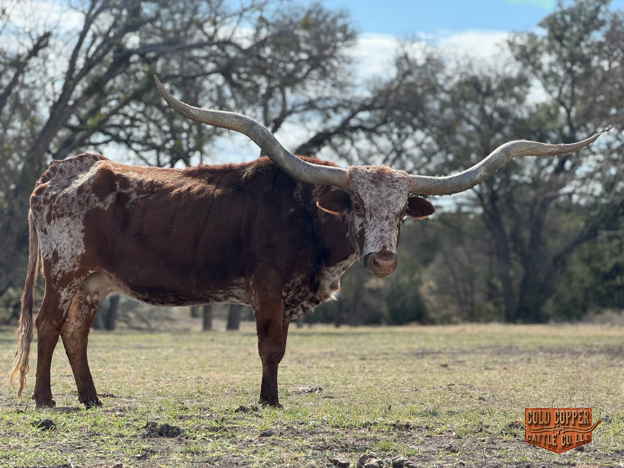 Longhorn Cow Named LLL Tessa Bella, a Twisty-Horned Cow in Pasture