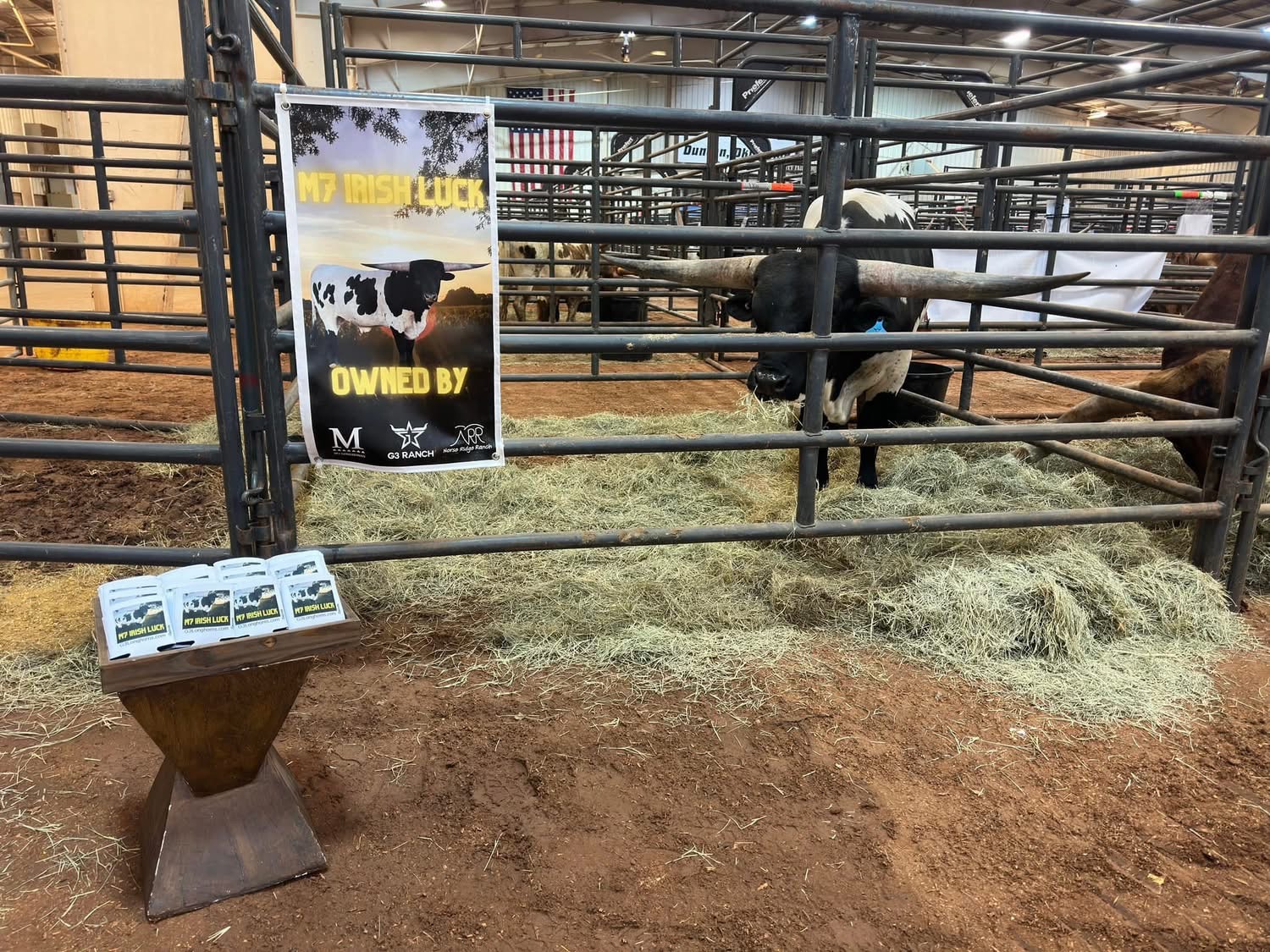 M7 Irish Luck Being Shown Off in a Pen at a Futurity