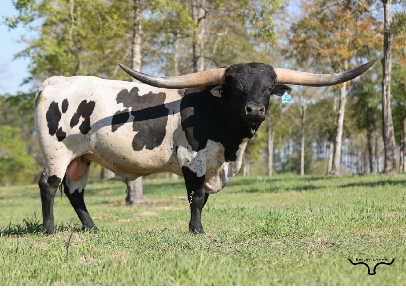 Longhorn Bull Named M7 Irish Luck in a Pasture, Photo Taken by Bailey Lamar