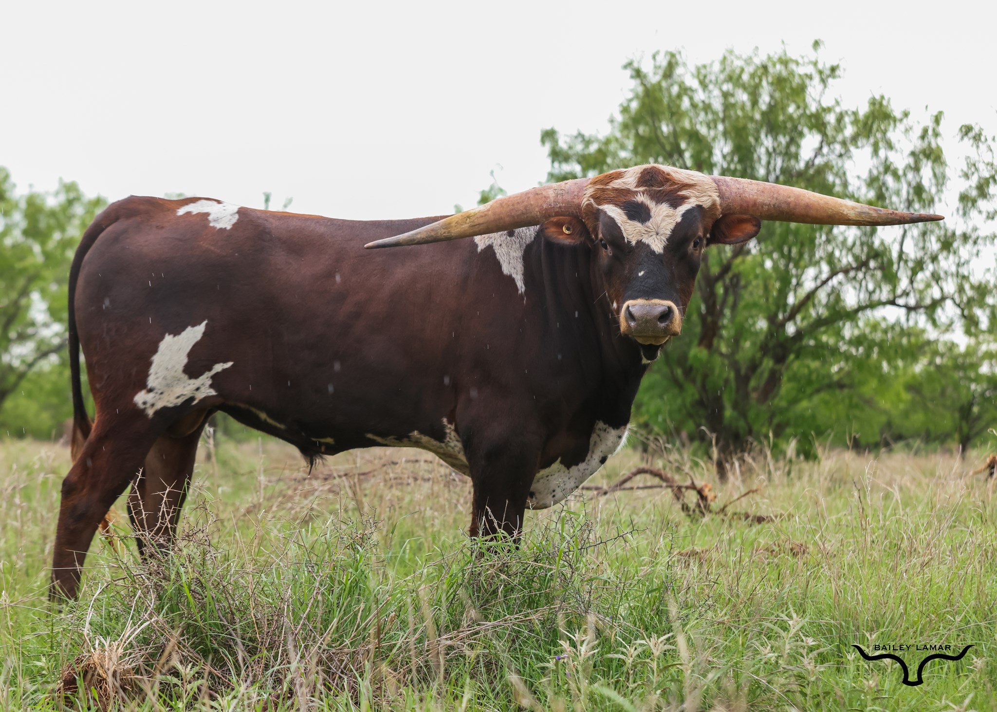 Longhorn Bull Named NRR Mr.Handsome in a Pasture, Photo Taken by Bailey Lamar