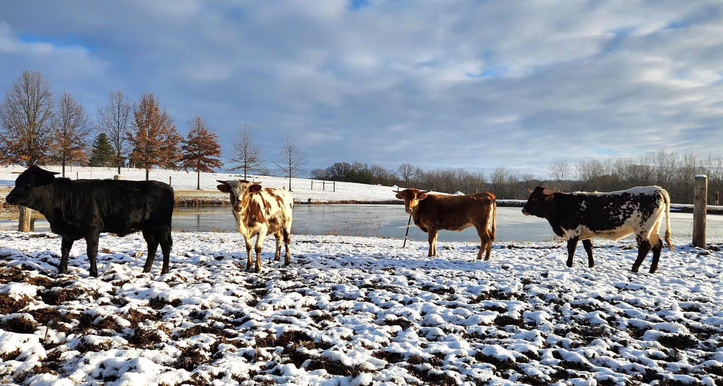 Longhorn Heifers in Snowy Pasture at Pine Brothers Longhorns