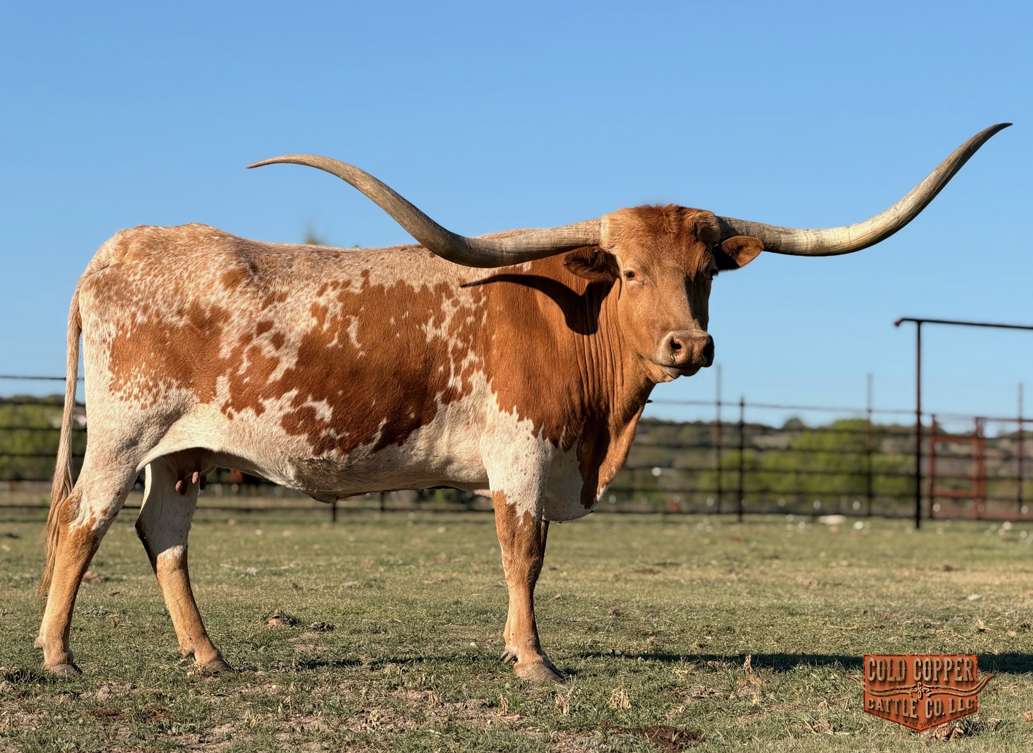 Longhorn Cow Named Put a Ring On It BCB