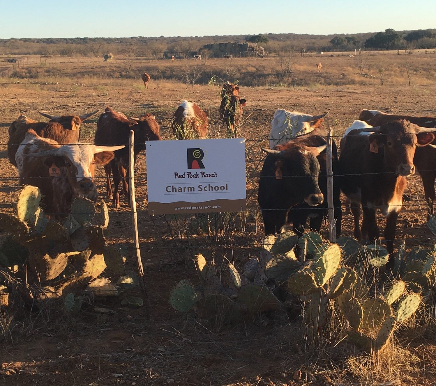 Red Peak Ranch Charm School Pasture