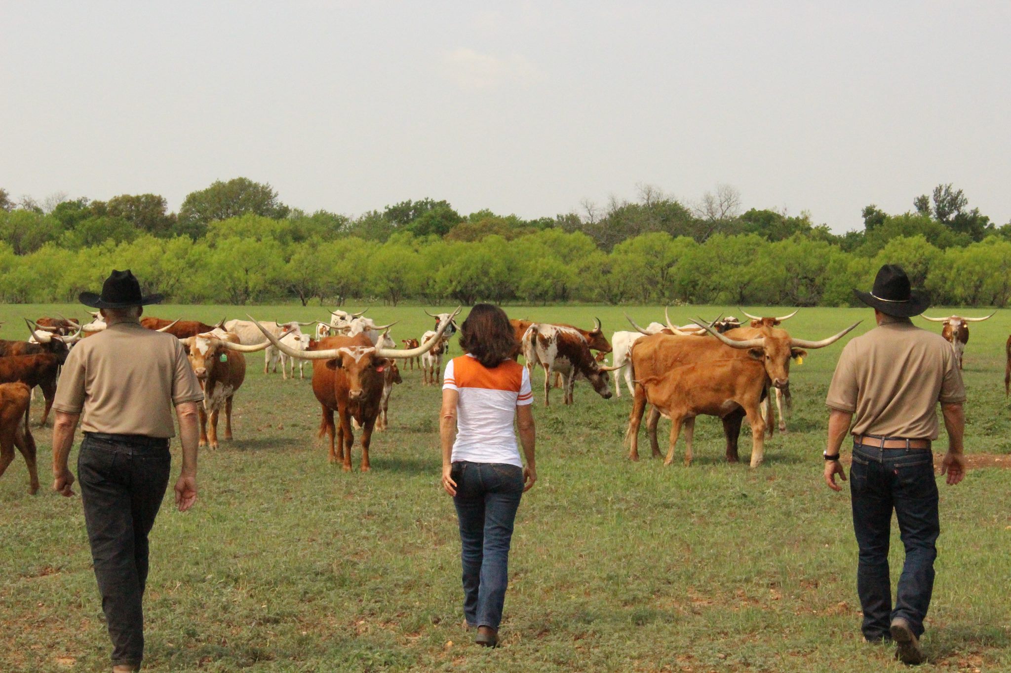 Red Peak Ranch Pasture Photo