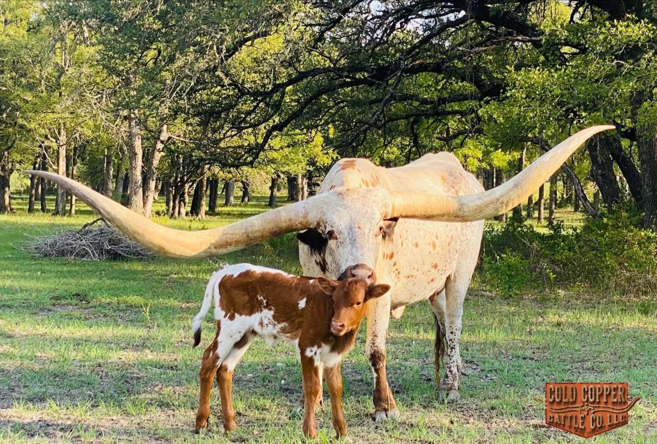 Guinness Book of World Records Holder, Sweet Maxi EOT 605 and Her Calf in Pasture
