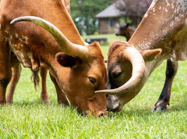 Two D&D Cows Grazing