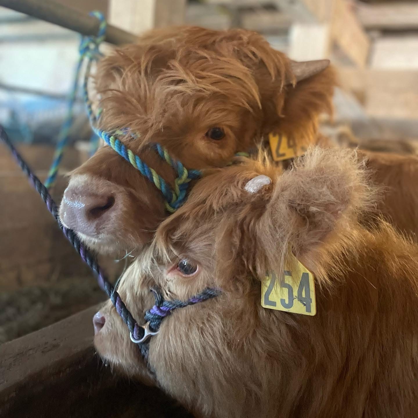 Two Highlands on Halters