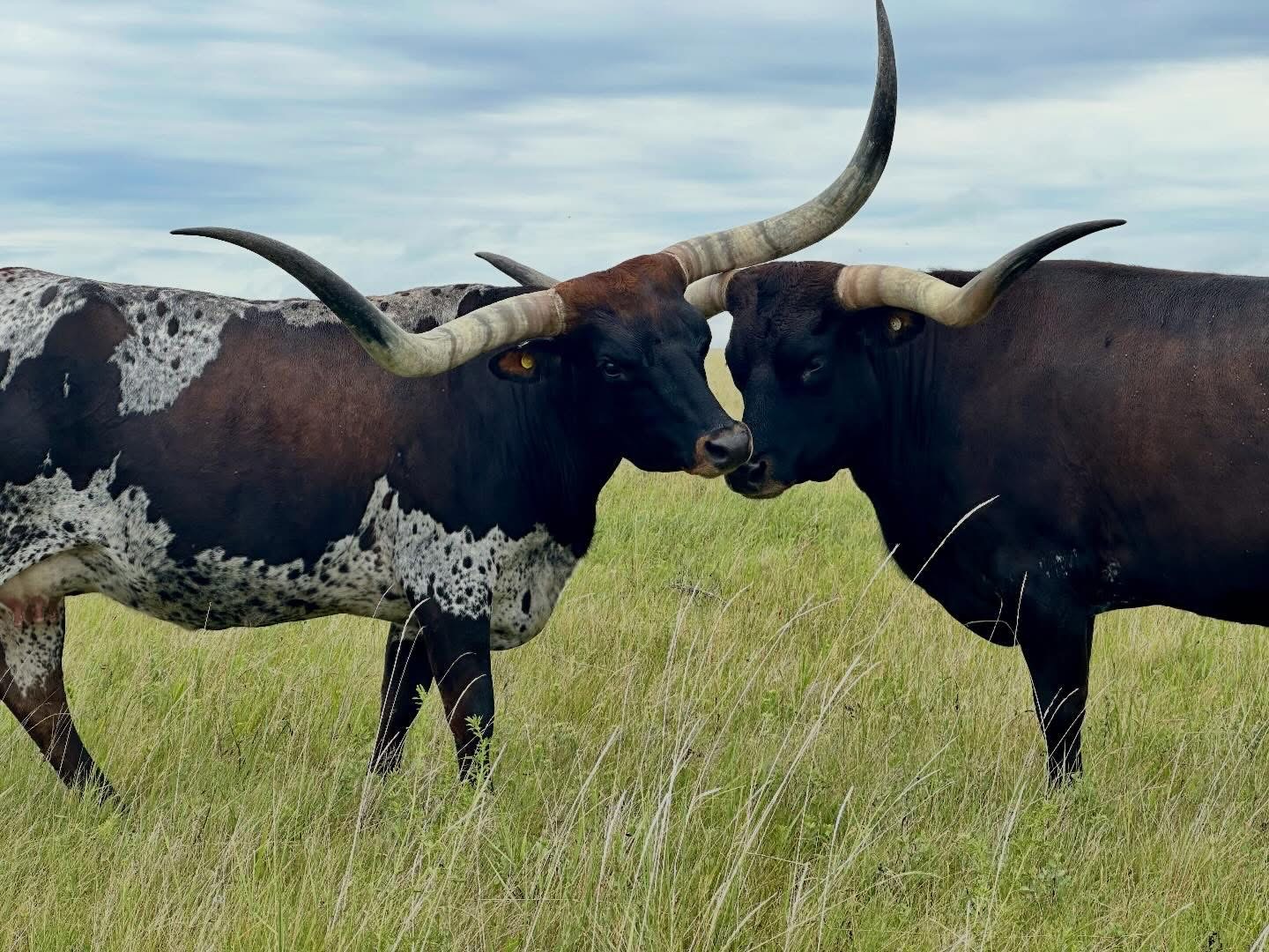Two Longhorn Cows Facing Each Other in a Field