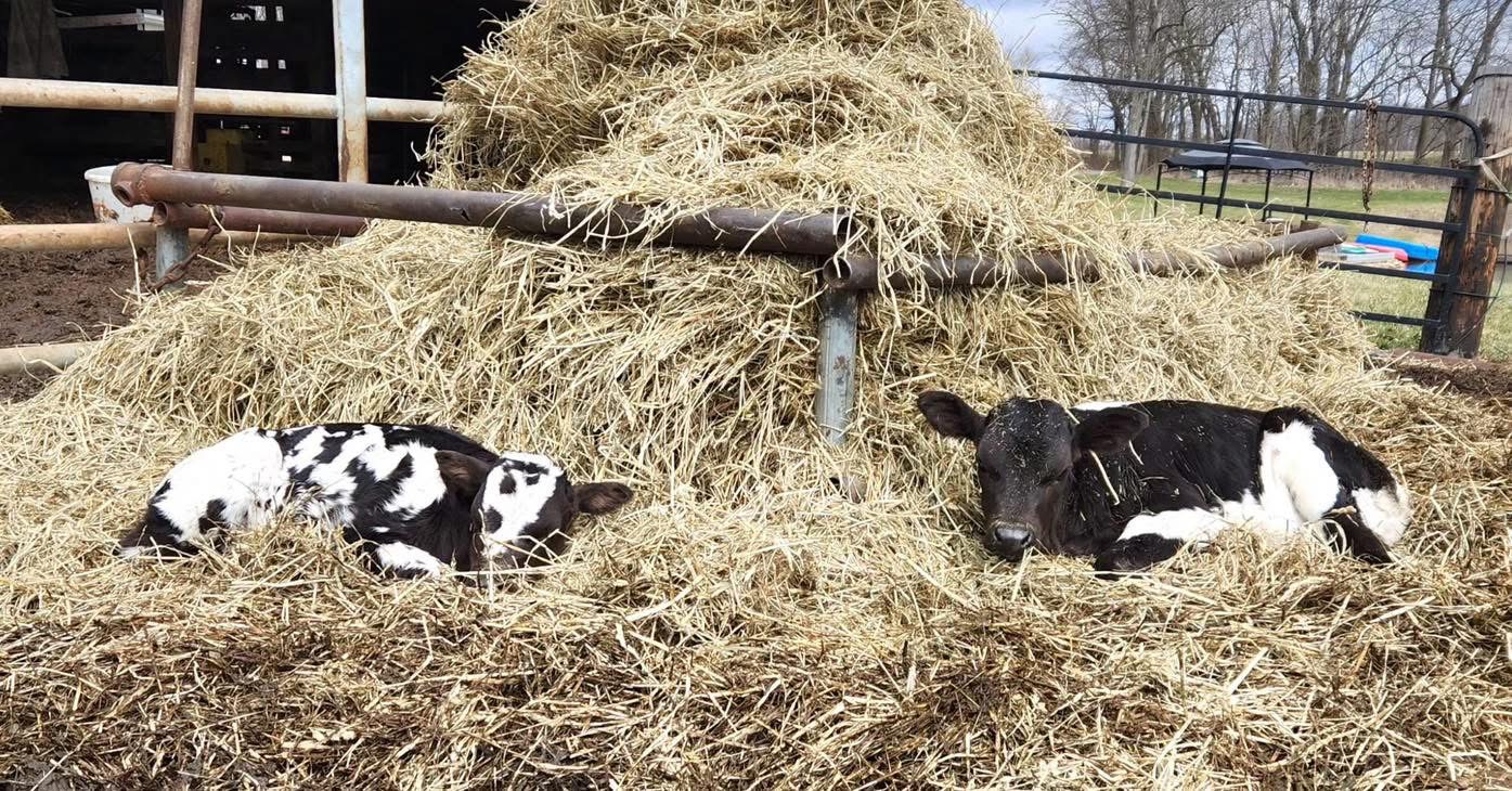 Two Black and White Longhorns Calves Laying in the Hay at Pine Brothers Longhorns