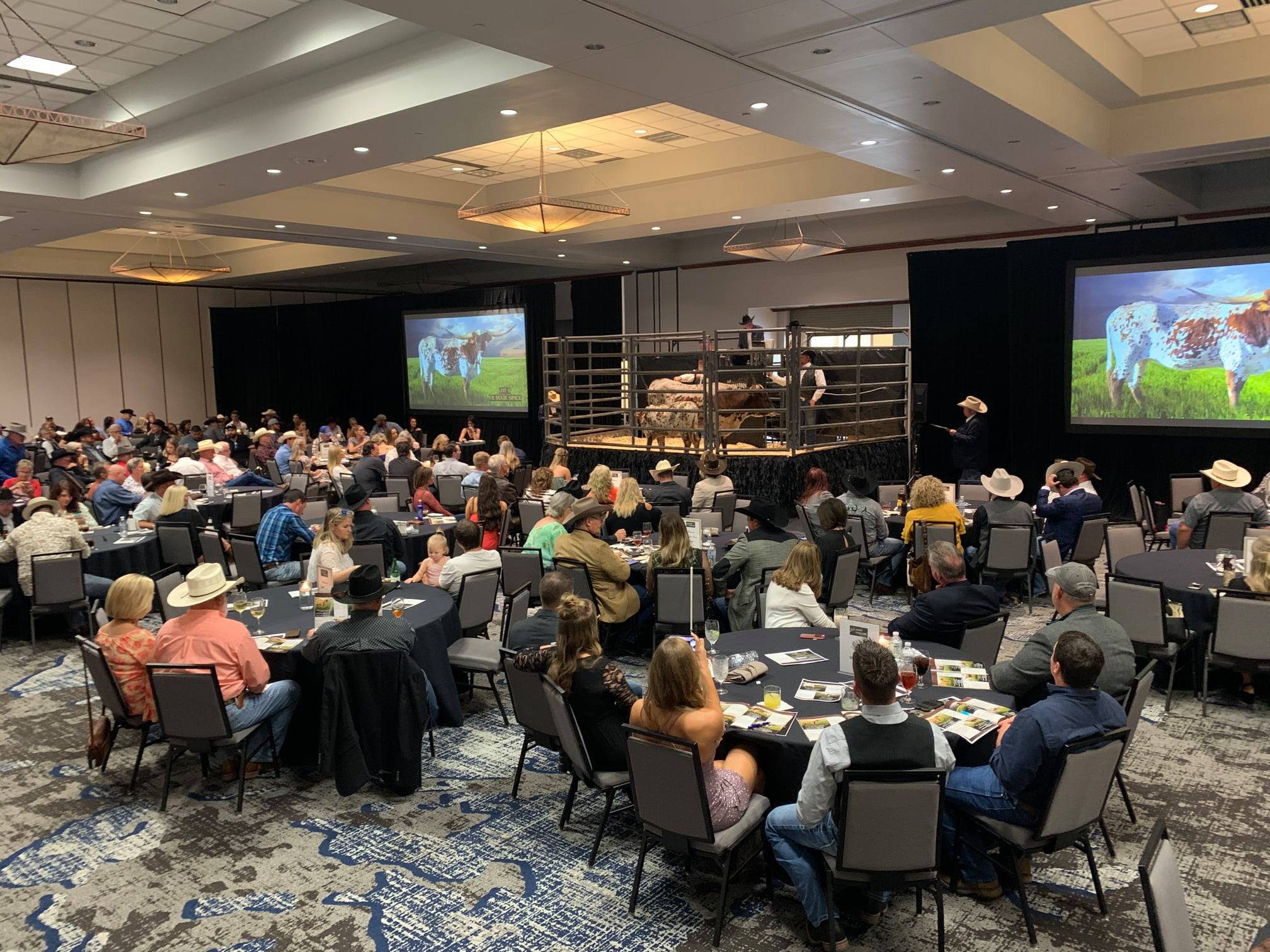 Weekend Recap Texas Longhorn Legacy Sale Weekend Recap Texas Longhorn Legacy Sale