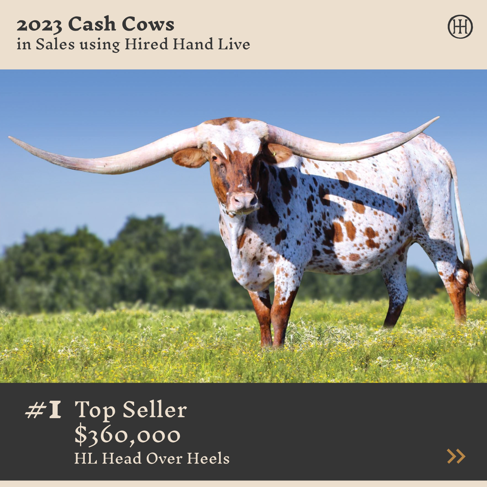 HHL-CashCows-01