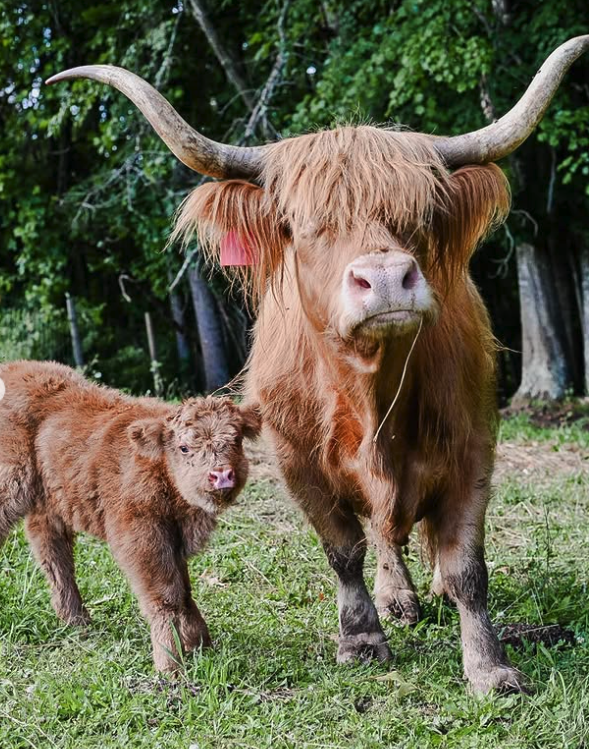 Montgomery Sky Highland Cattle