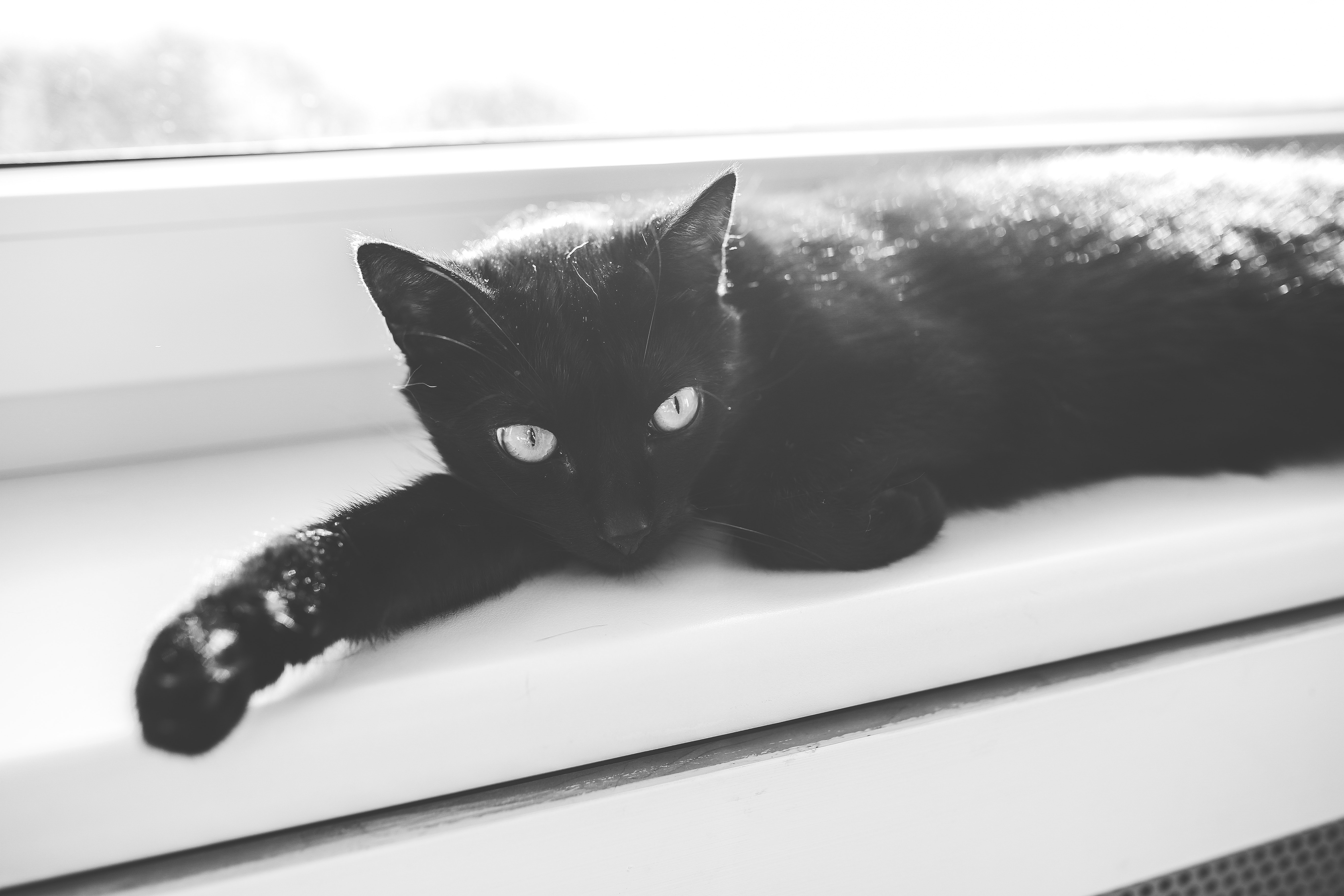 animal-eyes-animals-black animal-eyes-animals-black