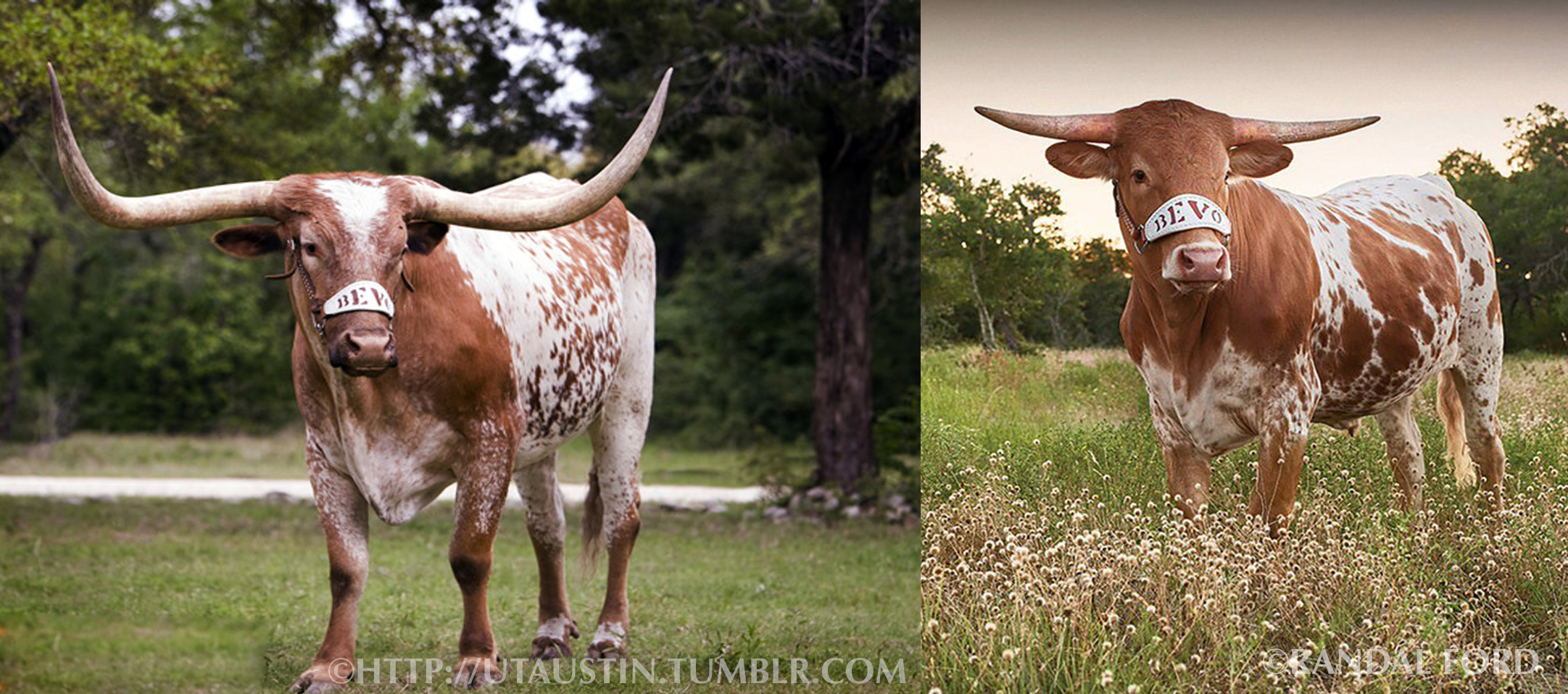 BEVO-XIV-AND-XV