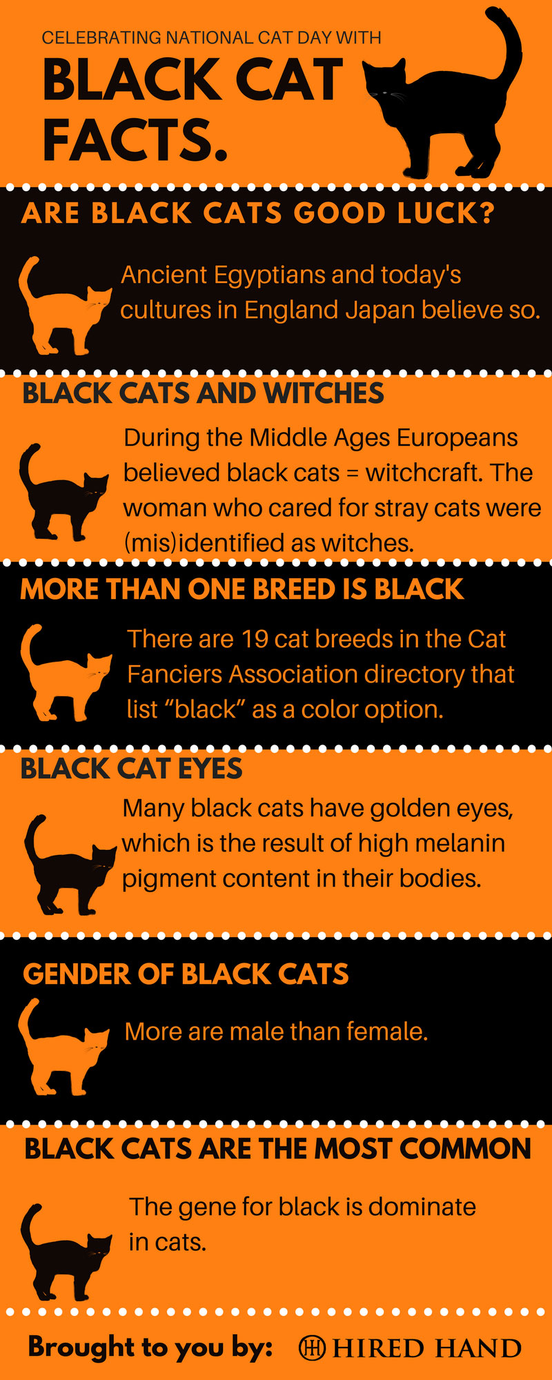 Blog-of-Black-Cat-Infographic-1