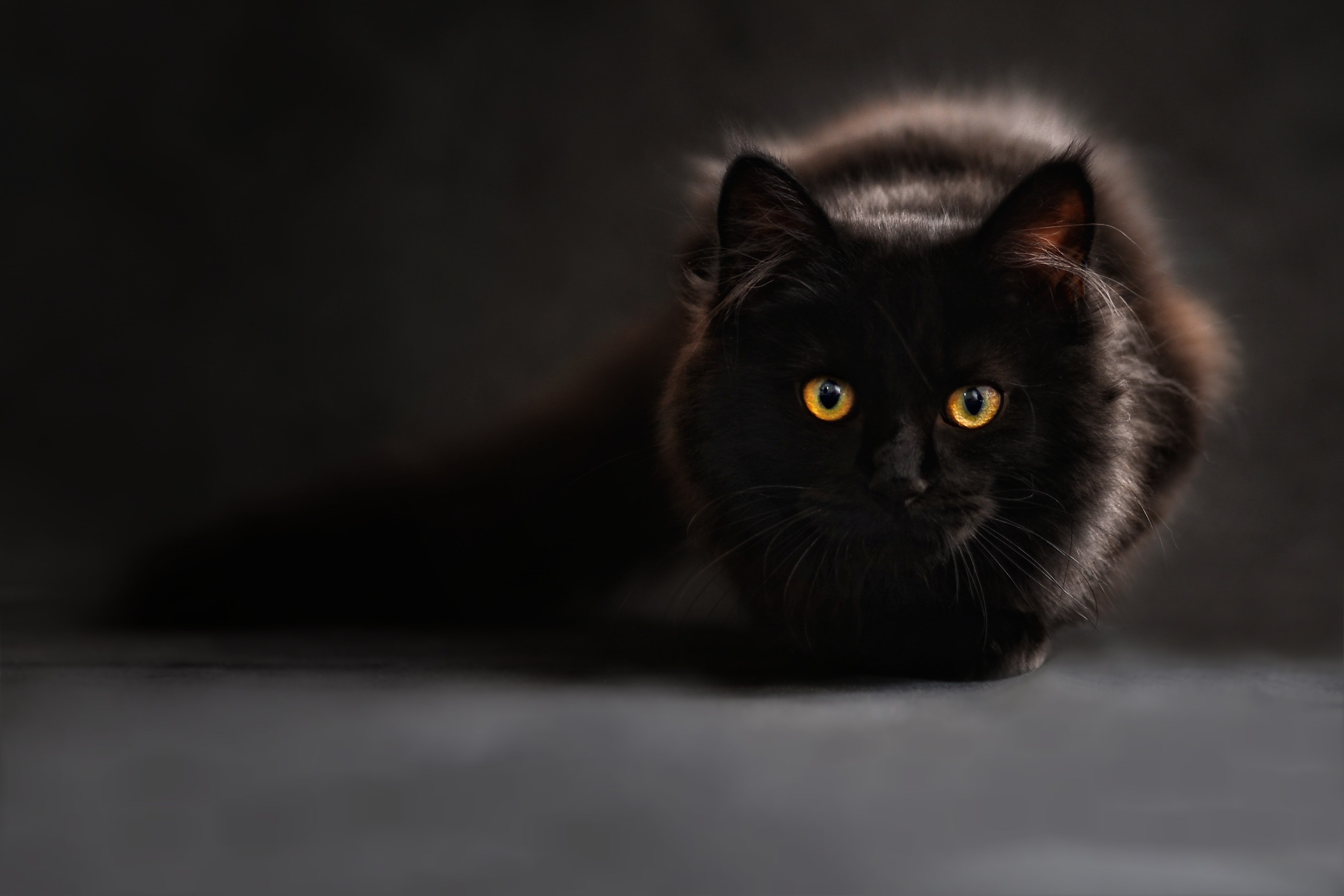 cat-silhouette-cats-silhouette-cat-s-eyes cat-silhouette-cats-silhouette-cat-s-eyes