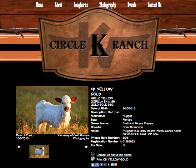 Circle K Ranch - heifer