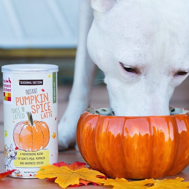 dog-pumpkin-spice