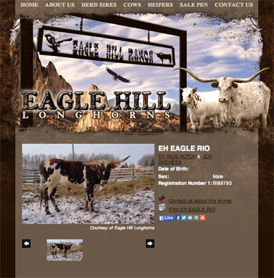 Eagle Hill Longhorn Ranch