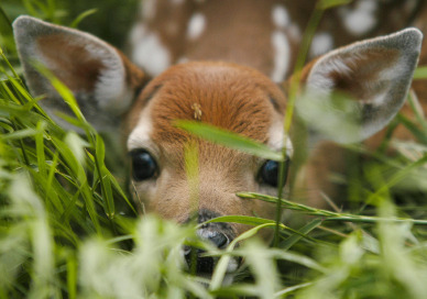 Fawn in grass