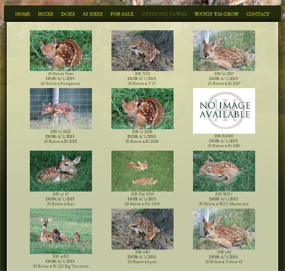 Fawns page