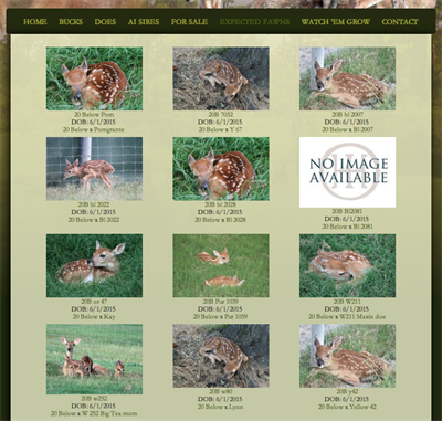 Fawns page Fawns page