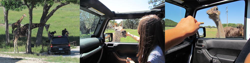  Fossil Rim Wildlife Center