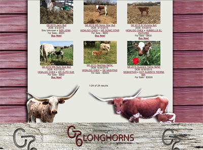G6 Longhorns herd