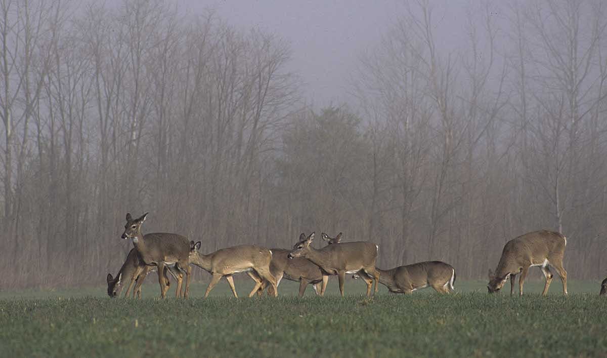 Herd of whitetails eating