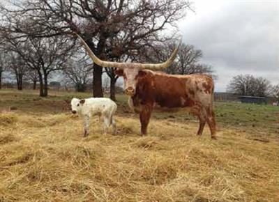 HL Bright Star with her heifer calf from Cool Texa.