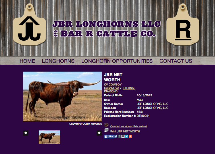 JBR Longhorns-animals