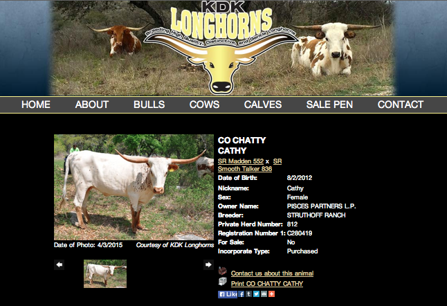 KDK Longhorns - Chatty